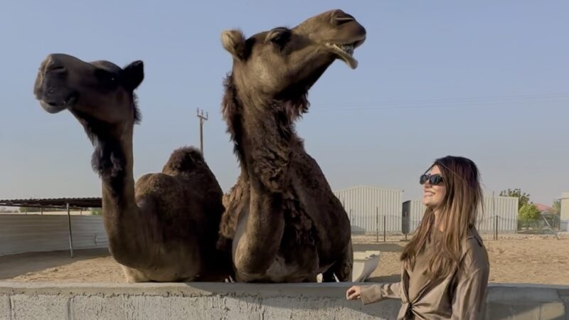 UAE’s Camel Hugging & Feeding Farms to explore