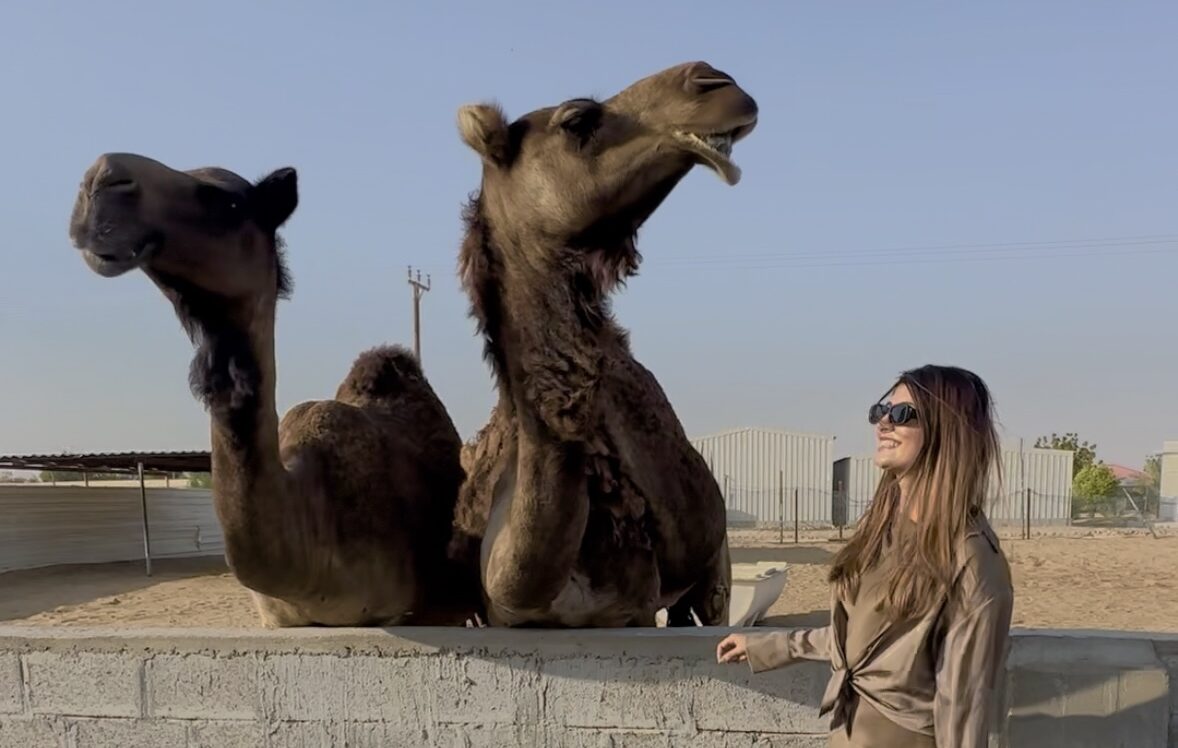 UAE’s Camel Hugging & Feeding Farms to explore