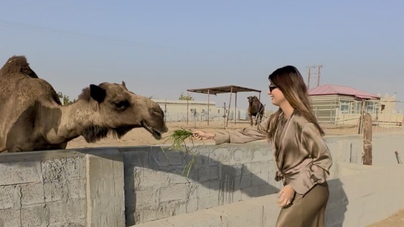Camel Farms in and Around Abu Dhabi: Where to See, Feed and Experience Camels