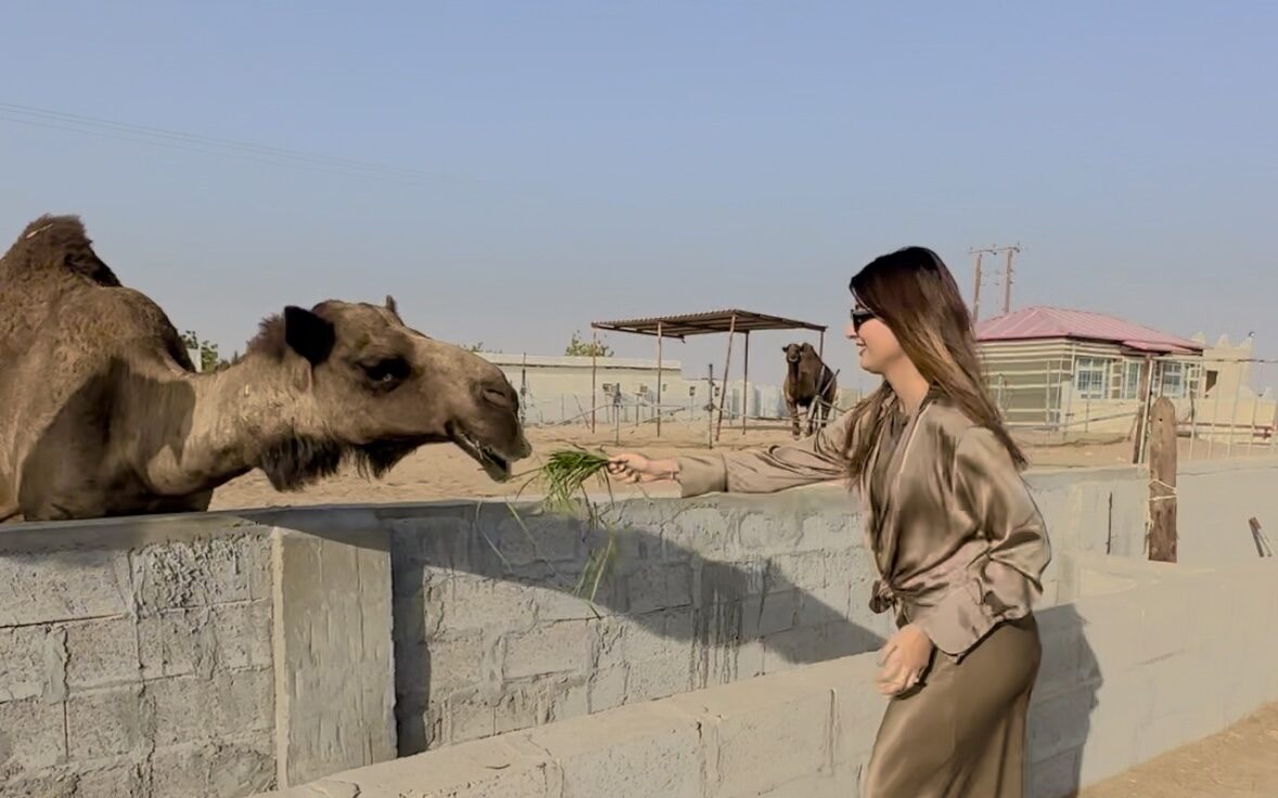 Camel Farms in and Around Abu Dhabi: Where to See, Feed and Experience Camels