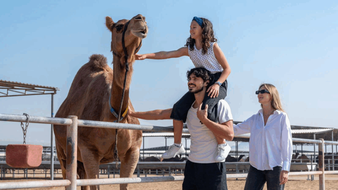 Camel Farms in and Around Abu Dhabi