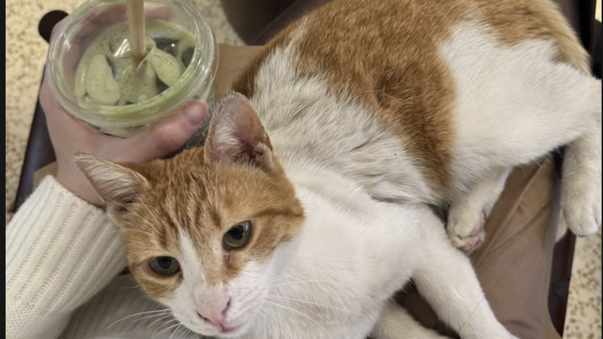 Uptown Social Dubai International Cat Day