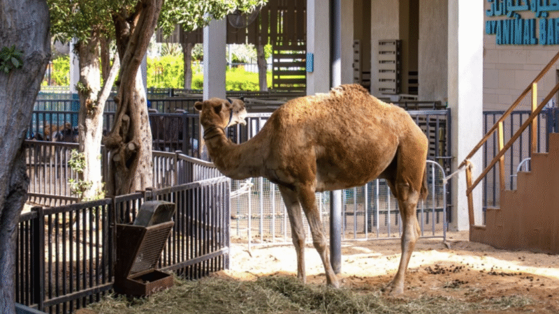 Umm Al Emarat Park’s New Season Is Here: Cinema, Markets, Wellness & Family Activities in Abu Dhabi