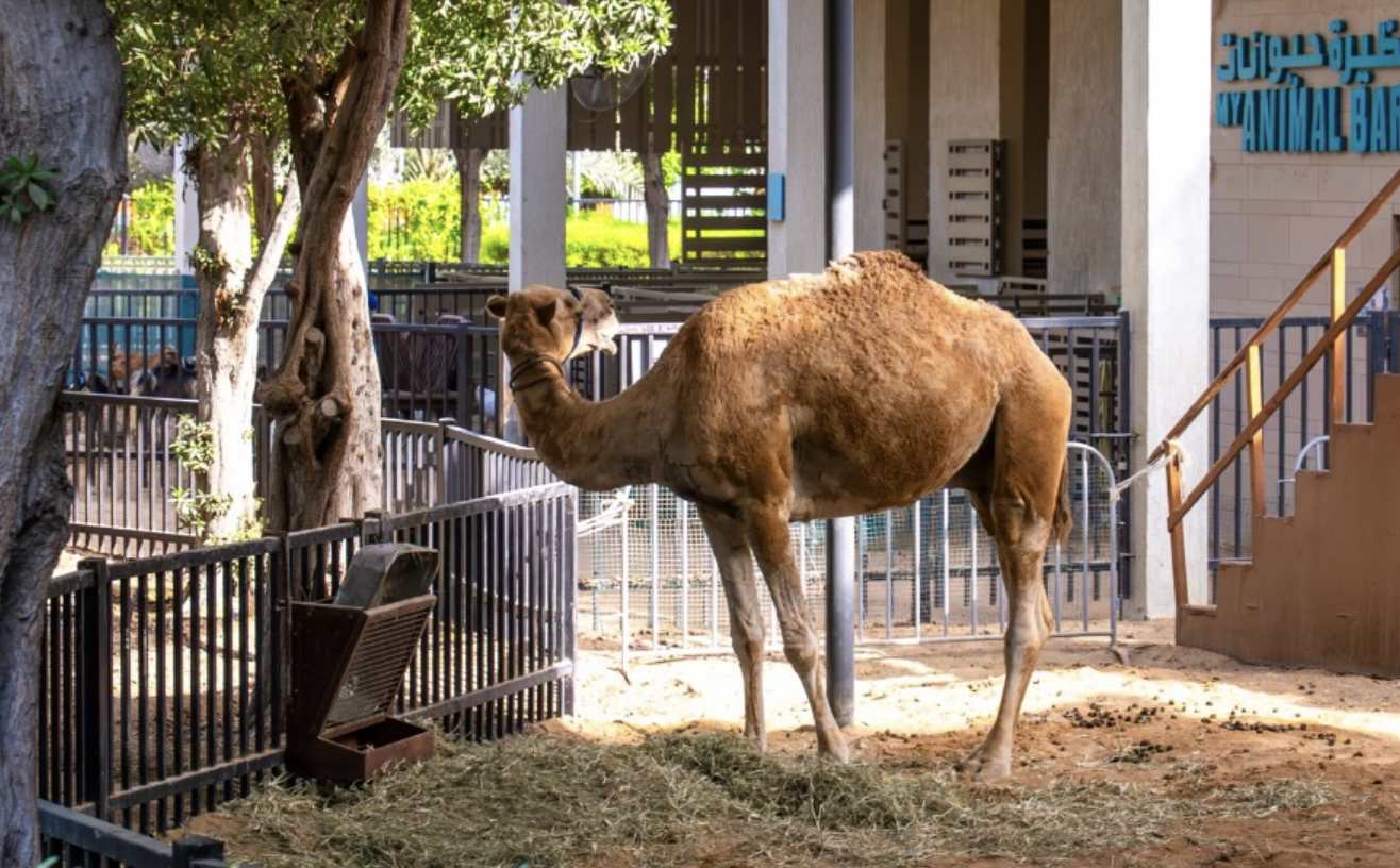 Umm Al Emarat Park’s New Season Is Here: Cinema, Markets, Wellness & Family Activities in Abu Dhabi